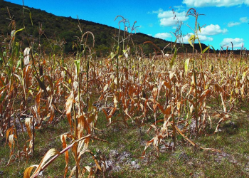 Sinaloa, Sonora y Chihuahua tendrán baja producción agrícola por sequía: CNA