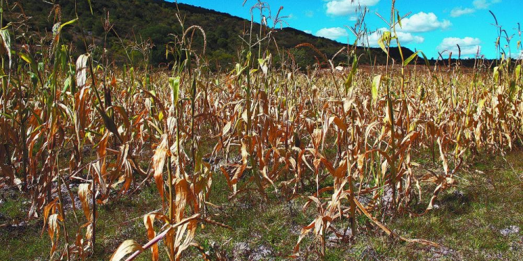 Sinaloa, Sonora y Chihuahua tendrán baja producción agrícola por sequía: CNA