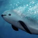 Vaquita Marina: Un Tesoro Mexicano en Peligro