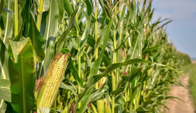 Siembra del maíz blanco, quedará protegido en la Constitución