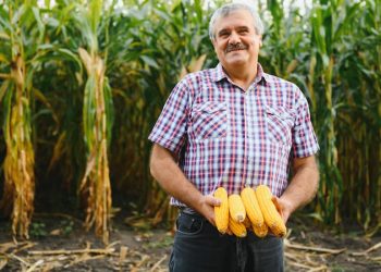 México, a un paso de perder la disputa con EU por el maíz transgénico