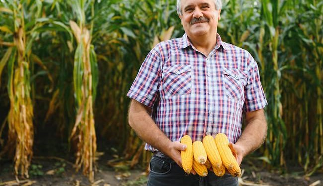 México, a un paso de perder la disputa con EU por el maíz transgénico