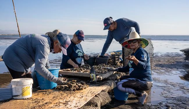 Las Guardianas del Conchalito: Historia de un barrio de pescadores moribundo de La Paz (y de las mujeres que lo resucitaron)