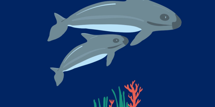 Protección de la vaquita marina es responsabilidad de todo el gobierno: Ávila Martínez