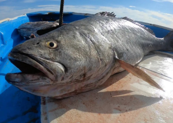 Investigación desentraña el modus operandi de traficantes de Totoaba