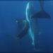 La ingeniosa técnica de ‘Moctezuma’ y su banda de orcas para cazar tiburones ballena en México