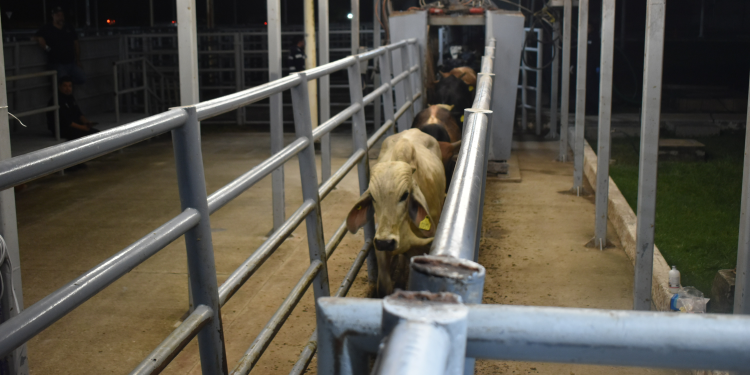 Trabajamos para proteger la ganadería del gusano barrenador