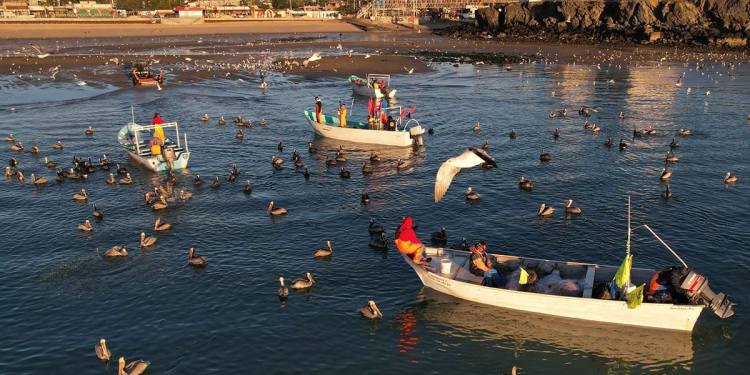Fracasa Plan de Acción para salvar a la vaquita marina de la extinción