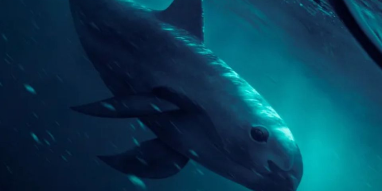 Reportan a la vaquita marina en peligro crítico, quedan solo 10 especies ¡en el mundo!