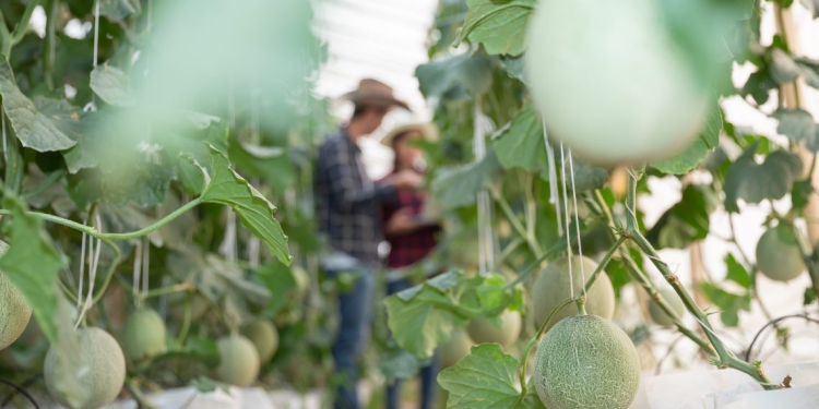 Destaca Sonora en producción de melón