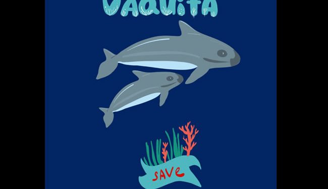 Protección de la vaquita marina es responsabilidad de todo el gobierno: Ávila Martínez