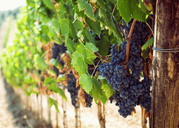 Sonora, donde la sostenibilidad y la colaboración convergen para el éxito agrícola