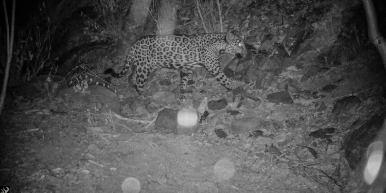 Los rancheros del norte de México se alían con científicos para proteger al jaguar