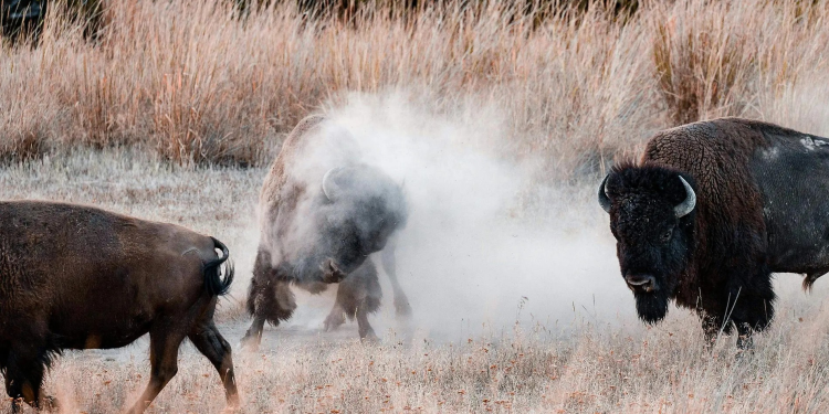 Reserva de Janos: Cómo llegar al hogar de la única población silvestre de bisonte en México