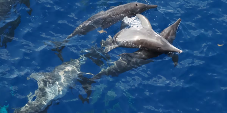 Un estudio revela rastros de fentanilo en delfines del golfo de México