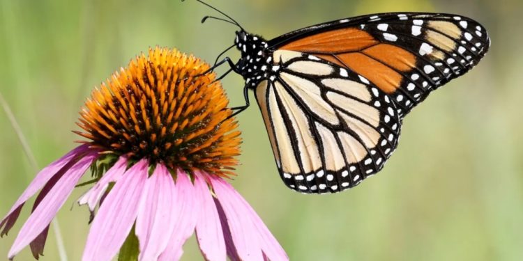 EU propone declarar a la mariposa monarca como especie amenazada