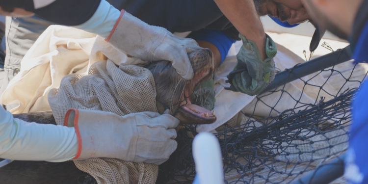 Respondiendo al llamado: Protegiendo a los leones marinos en el Mar de Cortés