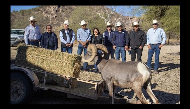 Liberan 20 ejemplares de Borrego Cimarrón en ejidos de Plutarco Elías Calles