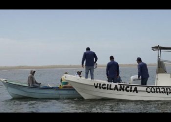 Decomisa CONAPESCA más de mil 500 toneladas de producto pesquero en 2024