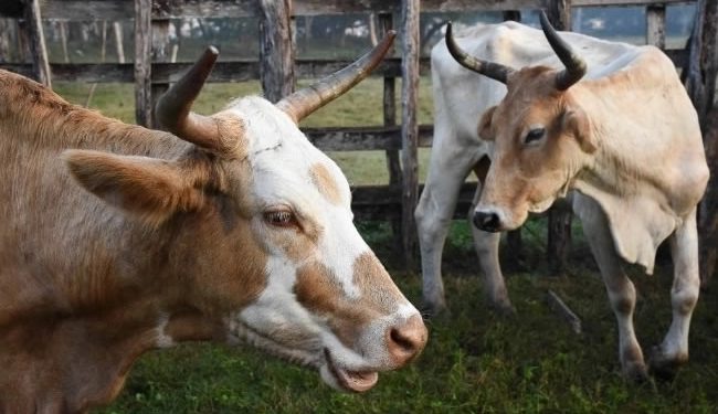 EU reabre frontera a las importaciones de ganado de pie mexicano