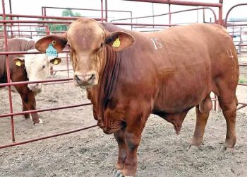 Auditarán protocolos sanitarios en Sonora; pérdidas por 83 mdd