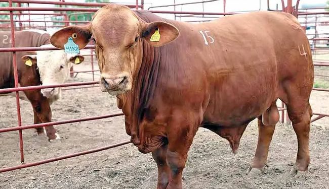 Auditarán protocolos sanitarios en Sonora; pérdidas por 83 mdd