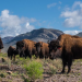 Conservación del bisonte americano, efectiva acción con sólida comunicación