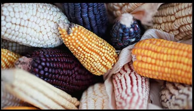 México no está de acuerdo con resolución sobre maíz Transgénico, aseguró la Secretaría de Economía