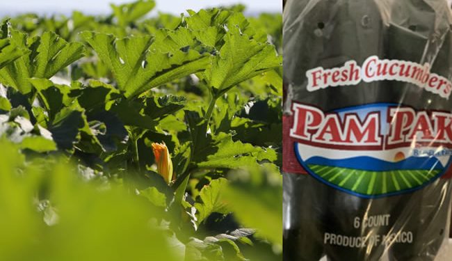 Pepinos de Sonora causaron brote de salmonella en Estados Unidos, apuntan autoridades