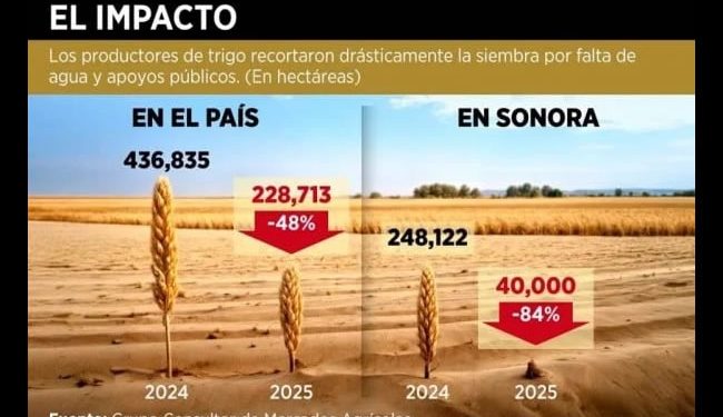 Cae la siembra de trigo en 48%