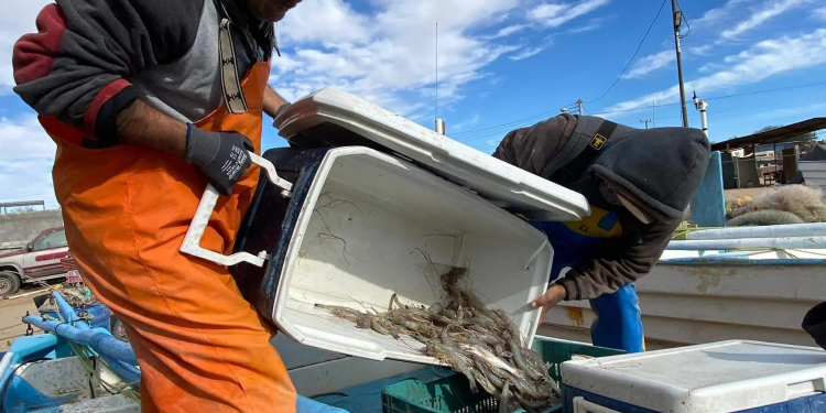 Embargo y alto costo de insumos problemas para el camarón en el Golfo  