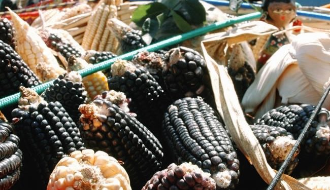 Sheinbaum confía en que Congreso prohibirá siembra de maíz transgénico