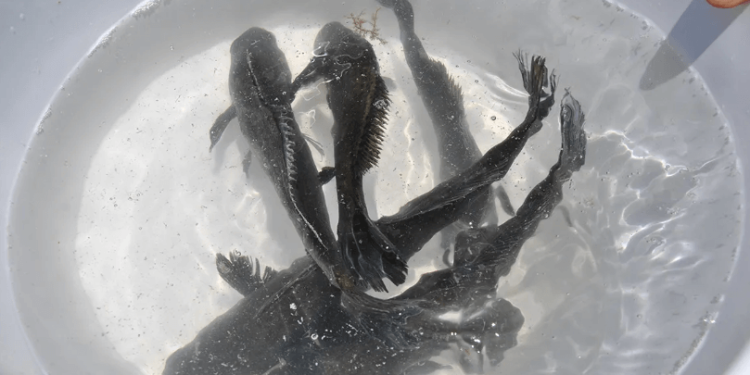 Es oficial: UABC comercializará totoaba en Baja California