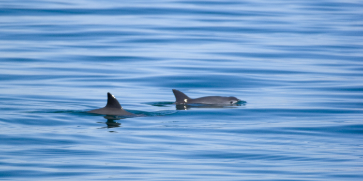 Cumple Conapesca Plan de Acción para proteger a la vaquita marina y la totoaba