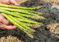 Agricultura genera importantes ganancias en Caborca
