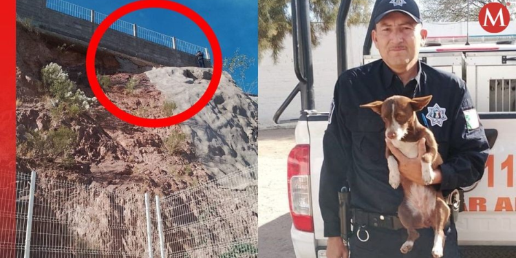 Rescatan a perrito que quedó varado en lo alto de un cerro en Nogales