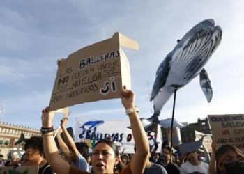 Ballena ‘navega’ en CDMX y exige frenar proyecto de gas en el Pacífico