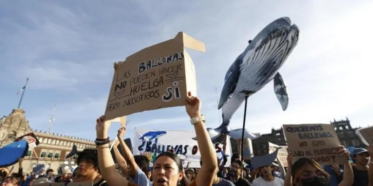 Ballena ‘navega’ en CDMX y exige frenar proyecto de gas en el Pacífico