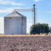Siembra de trigo en Sonora apenas llegará a 15% este año por la sequía