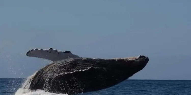 Proyecto Saguaro sería principal causa de muerte en ballenas del Golfo de California