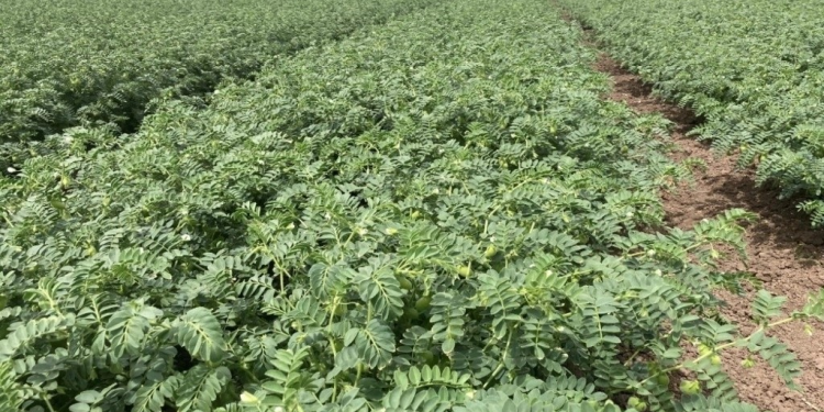 Agricultores de Hermosillo superan sin daños la segunda tormenta invernal