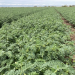 Agricultores de Hermosillo superan sin daños la segunda tormenta invernal