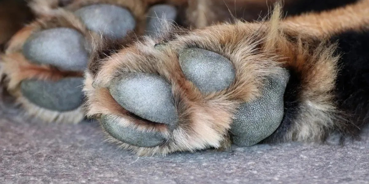 Joven arrastra a un perrito encadenado a su camioneta en Sonora; Fiscalía investiga