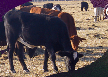 Gobernador de Sonora anunció avances para renovar exportaciones de ganado