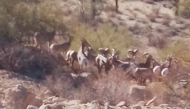 Manada de Borregos Cimarrones liberados en diciembre en la sierra de PEC se adaptan a su nuevo hábitat: SAGARHPA