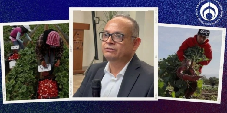 Deportaciones masivas con Trump: sector agrícola ve incremento en migración legal a EU