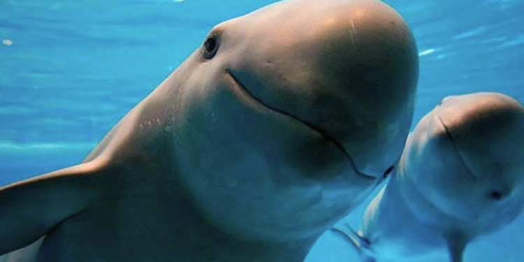 Avistamiento clandestino de vaquitas marinas en México, una actividad cotizada por los turistas