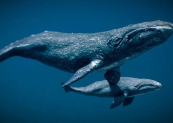 Activistas convocan a #BallenaFest para parar megaproyecto de gas en Golfo de California