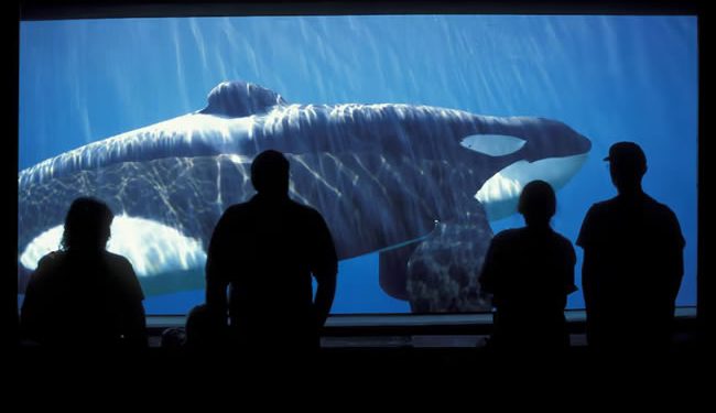 La libertad imposible de la orca ‘Keiko’