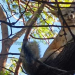 Libera Profepa a zorro gris en Sonora